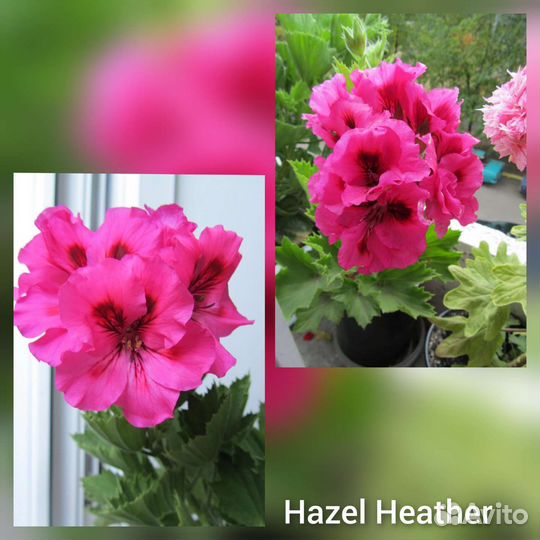 Пеларгония герань