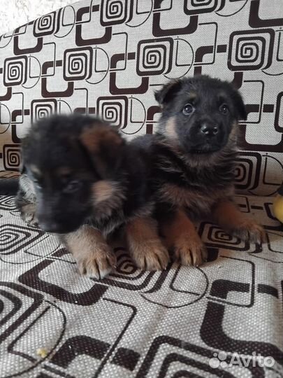 Продистые щенки немецкой овчарки