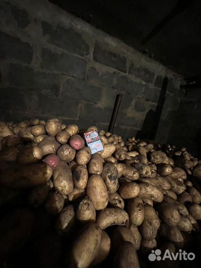 Картофель деревенский урожай 2023г