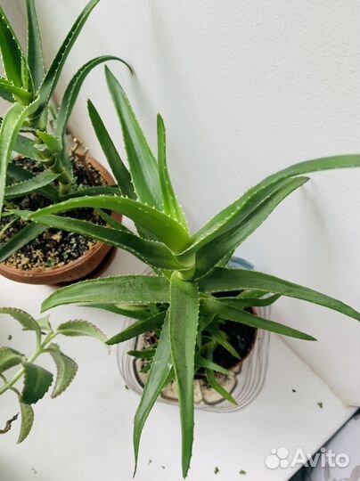 Алоэ лечебный 3 года 30см