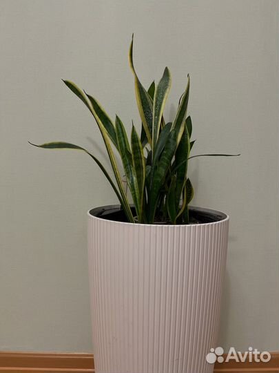 Сансевиерия ханни