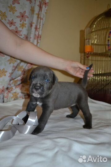 Щенки кане корсо девочки