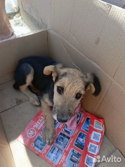 Собака в добрые руки