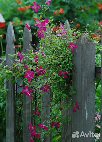 Клематис Рубра(семена)