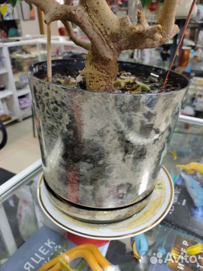 Фикус бенджамина