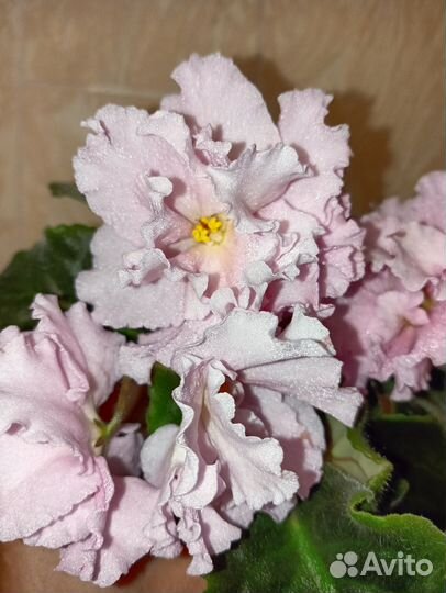 Фиалка дэо-Королева Елизавета