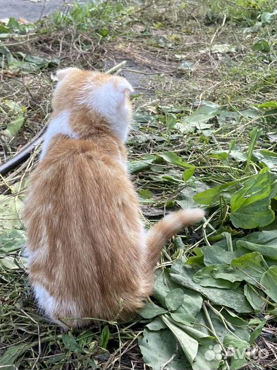 Котятки в добрые руки