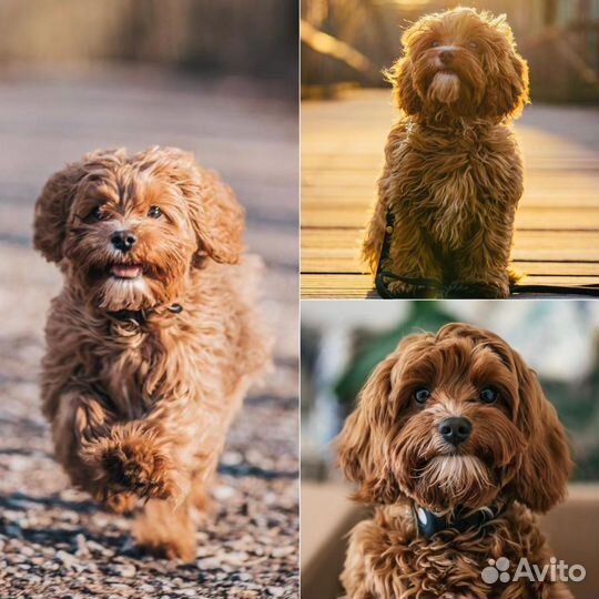 Сavapoo девочка. Кавапу. Мальтипу. Роскошь