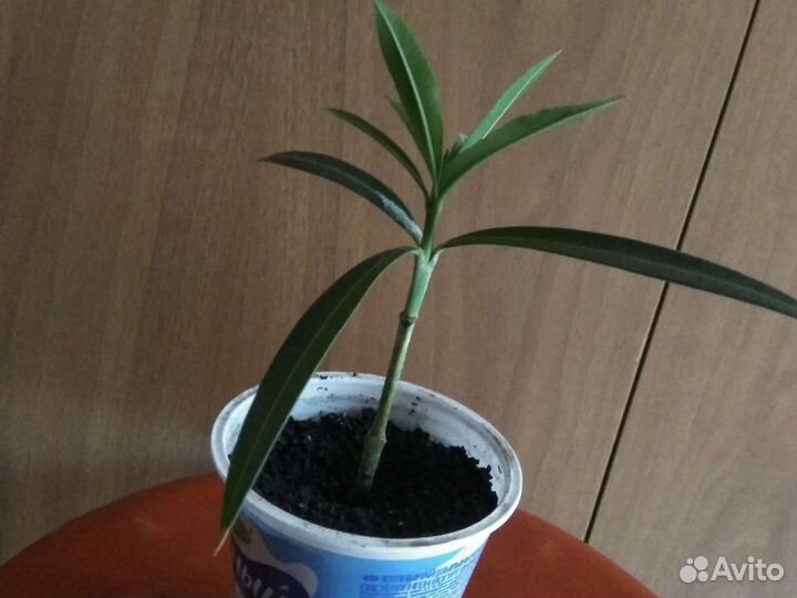 Олеандр махровый розовый