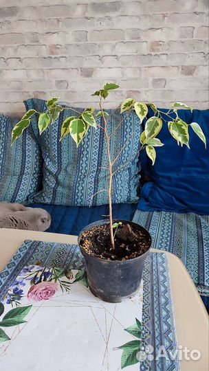 Фикус, монстера