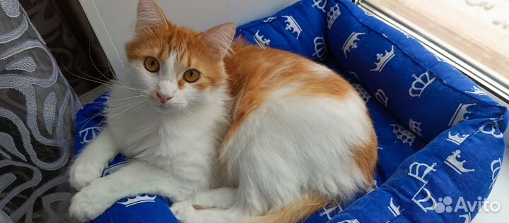 Котик бесплатно