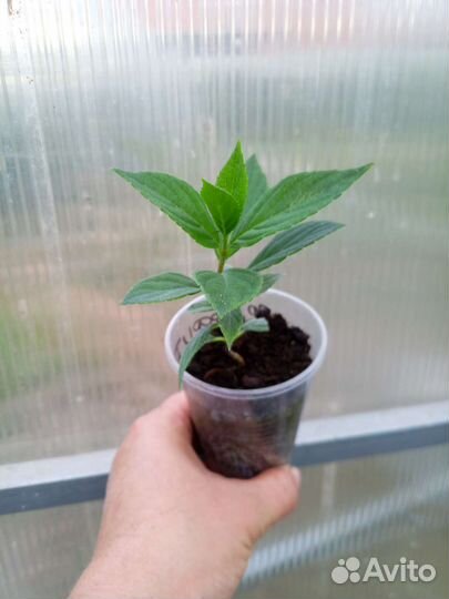 Гортензия метельчатая Граффити