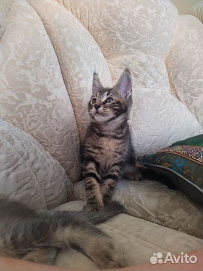 Котята Чаузи F6