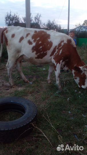 Продам корову