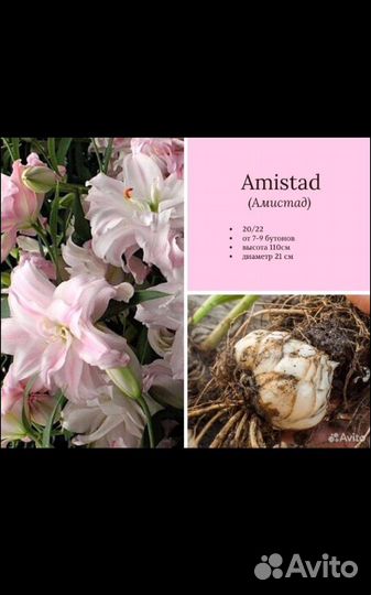 Лилии голландские луковицы