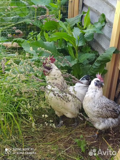 Лакенданзи чистокровные Серебро, Палево-голубые