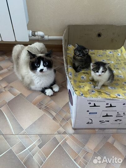 Котята от кошки сноу-шу