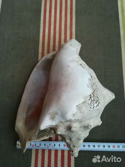 Ракушка морская большая