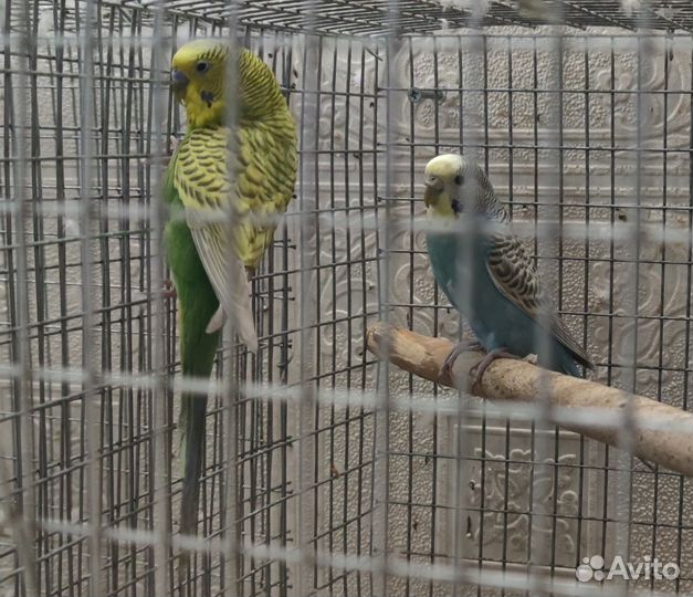 Волнистый попугай