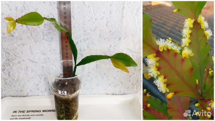 Сингониум, филодендрон, ваниль, рипсалис, эпипремн