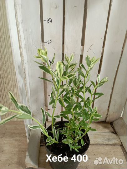 Комнатные цветы растение Хебе