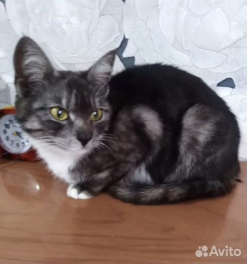 Кошка стерилизованная в добрые руки