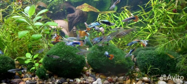 Рыбки гуппи