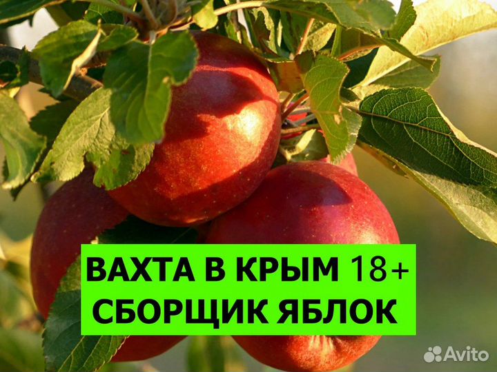 Вахта в Крым на сбор яблок 18+