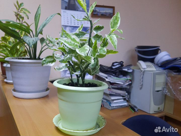 Педилантус