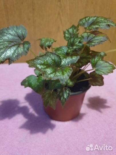 Бегонии Королевские и филодендрон Бурле Макс