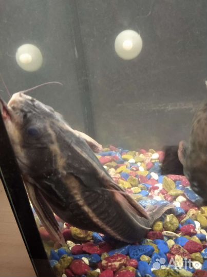 Рыбки аквариумы