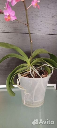 Фаленопсис Азия сорт Liu's triprince pink