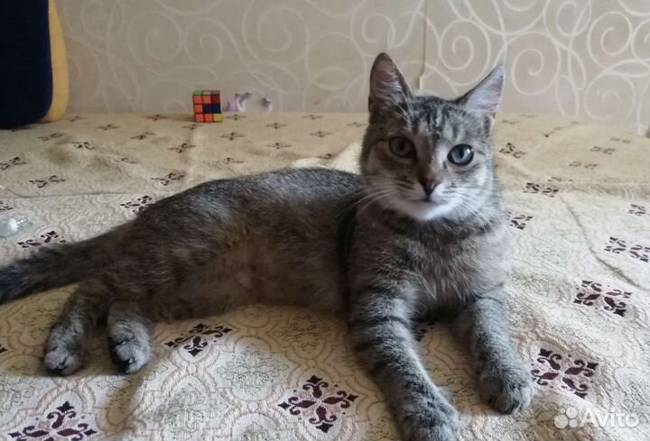 Ласкуша Соня, стерилизована