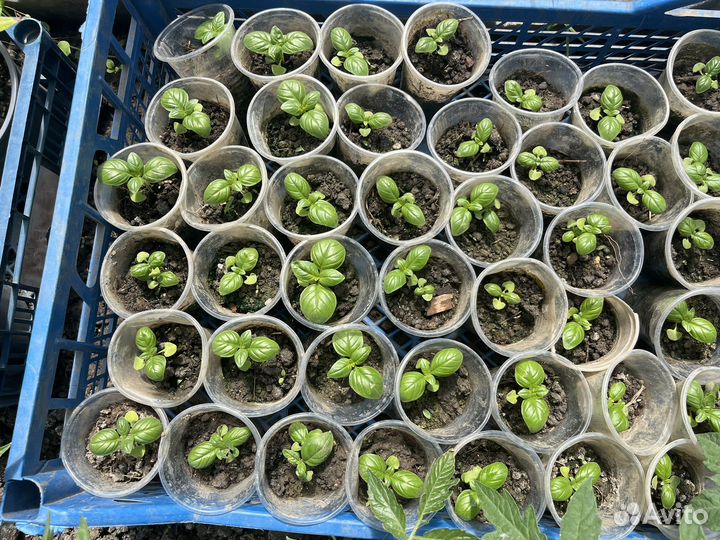 Рассада огурцов и помидор
