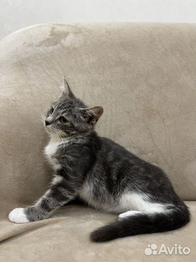 Котенок девочка в добрые руки