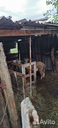 Овцы бараны