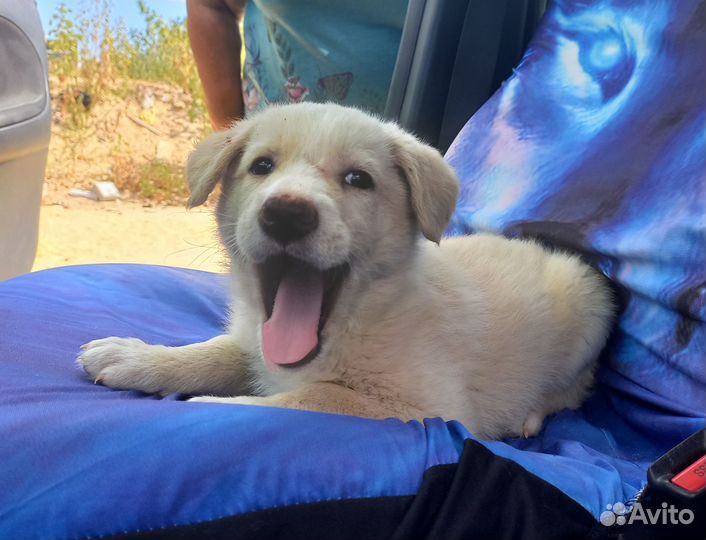 Белый мальчик