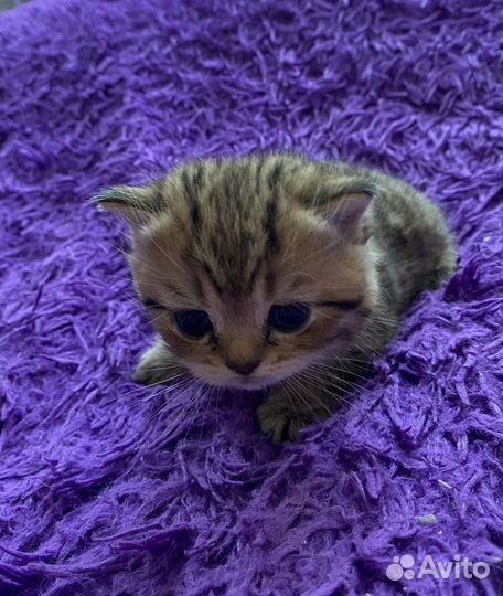 Шотландские котята