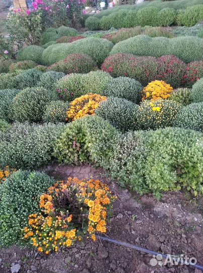 Хризантэмы