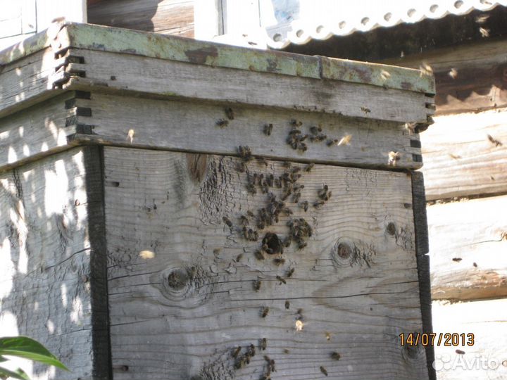 Продаются пчёлы