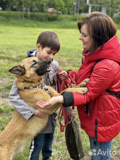 Молоденький умный песик грустит в приюте