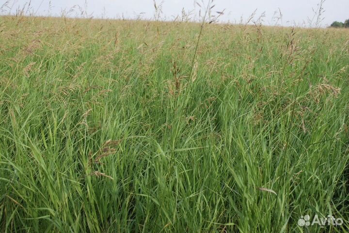 Семена костреца