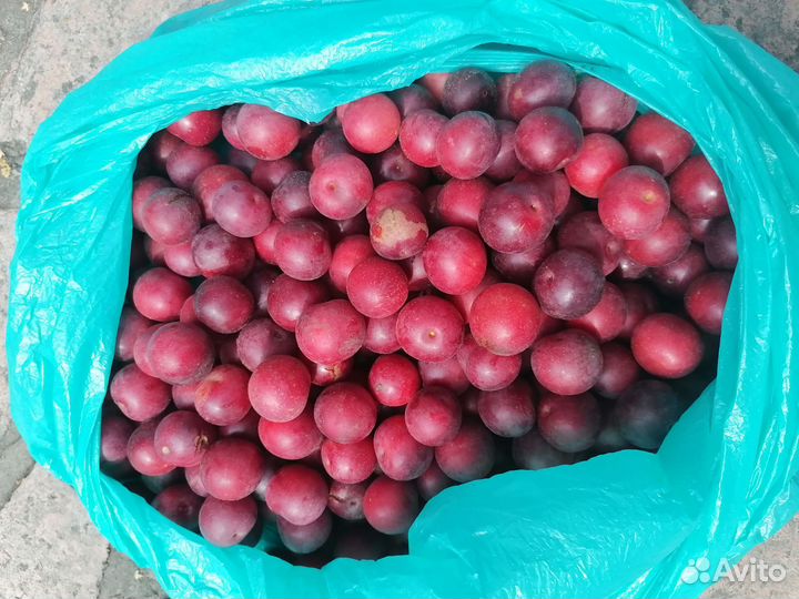 Слива дикая-алыча