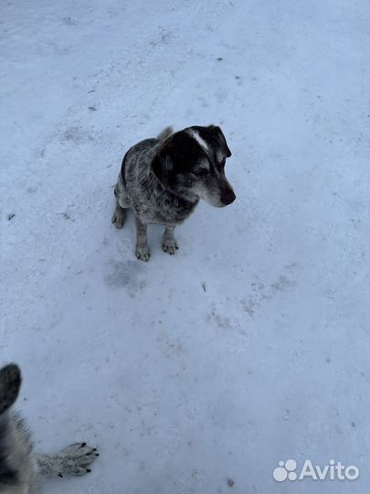 Собака в добрые руки