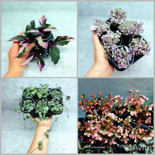 Гинура Оксалис Церопегия Каллизия