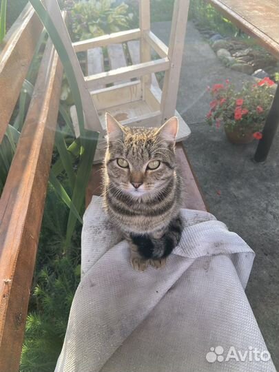 Милые и добрые котики