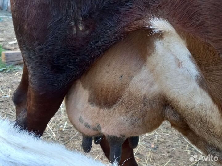 Корова дойная