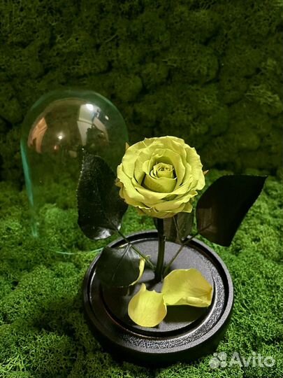Вечная роза в колбе