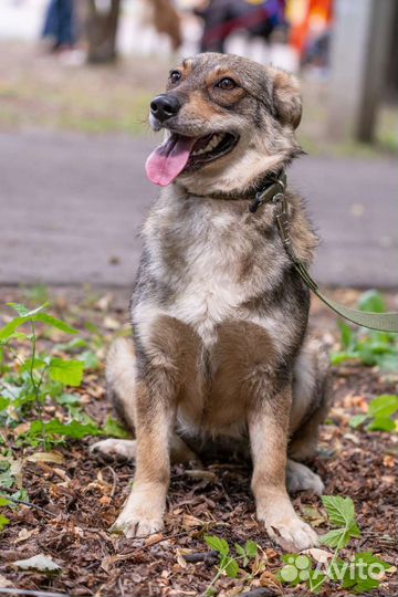 Собака коротколапая в добрые руки