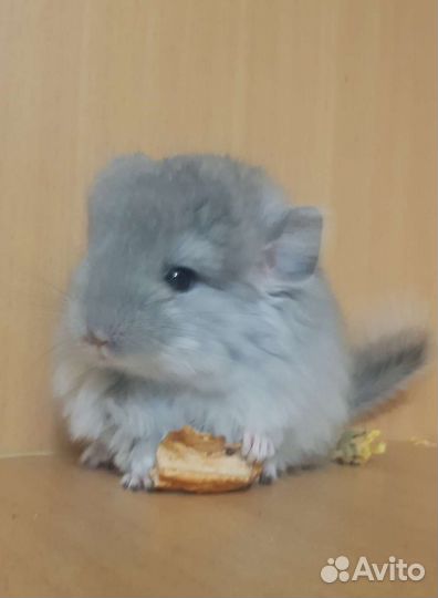 Шиншилленок девочка, фиолетовая ангора, нс